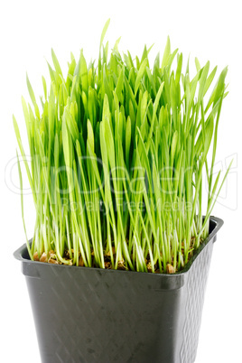 Organic Wheat Grass