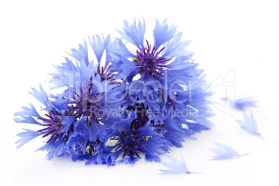 Kornblumen / cornflowers