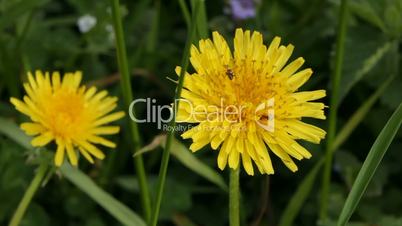 Dandelion and ants