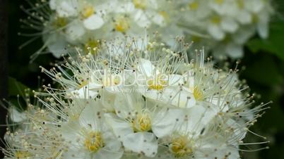 White blossoms of hawthorn
