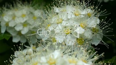 White flowers sway