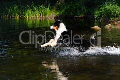 Australian Shepherd