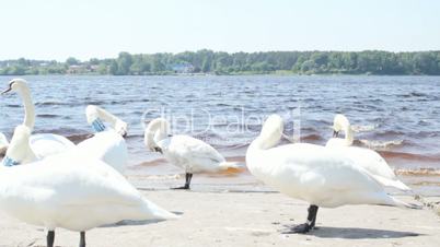 White swans on the riverside
