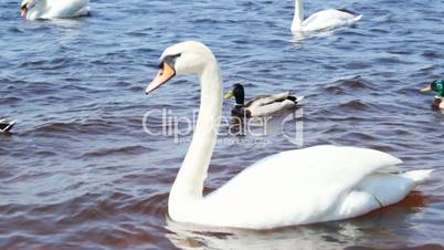 White swans on the river