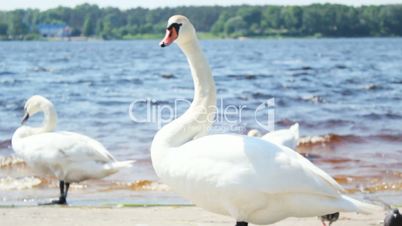 Beautiful white swans on the riverside