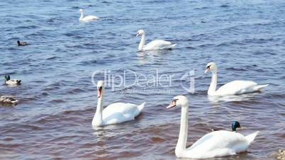 White swans on the river