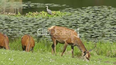 Red deer - Rothirsch