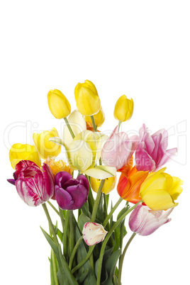 Tulips