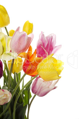 Tulip with water drops