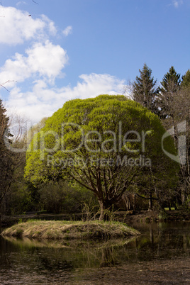 Tree on the island