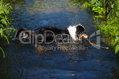 Australian Shepherd