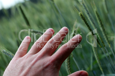 Hand im Weizenfeld
