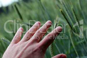 Hand im Weizenfeld