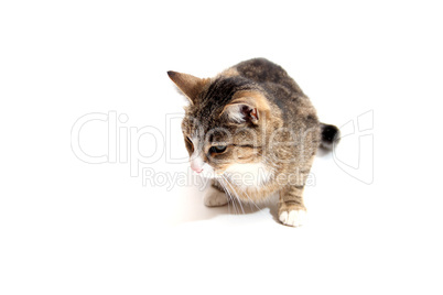 liegende Katze frontal