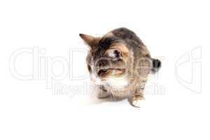 liegende Katze frontal