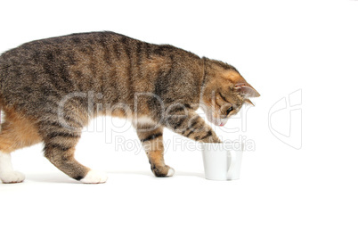 Katze mit Pfote in Tasse links