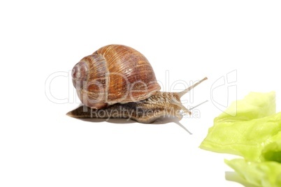 Schnecke am Salatblatt