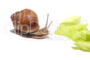 hungrige Weinbergschnecke