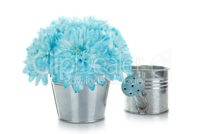 Blue chrysanthemums in a pail