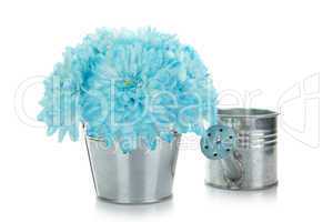 Blue chrysanthemums in a pail