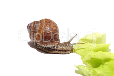 hungrige Schnecke