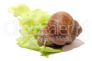 Schnecke auf Salat