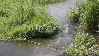 Green grass against a background of small stream