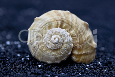 Muschel auf schwarzem Sand