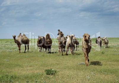 Camels going in the steppe