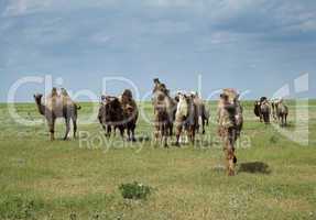 Camels going in the steppe