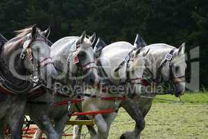 Percheron-Quadriga