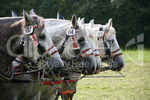 Percheron-Quadriga