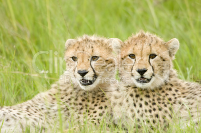 cheetah cubs