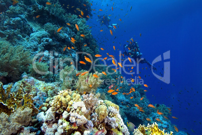divers on a colourful reef