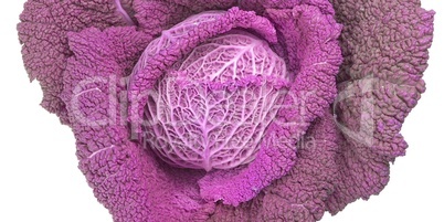 Red cabbage