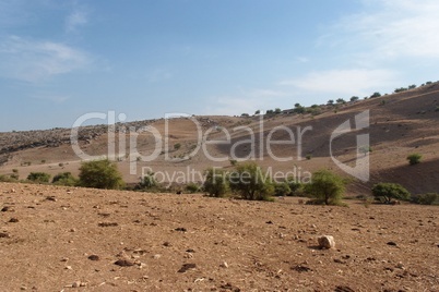 Mediterranean desert landscape with cows