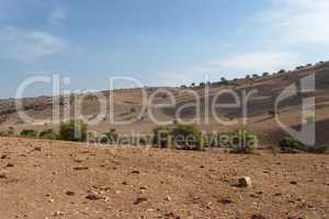 Mediterranean desert landscape with cows