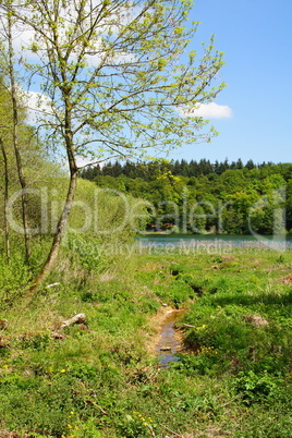 Quellgebiet am Holzmaar