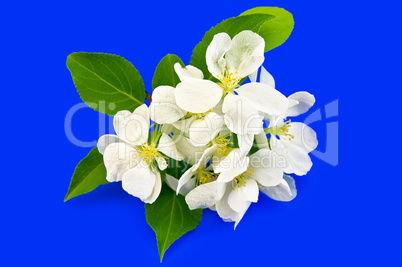 Apple flowers on a blue background