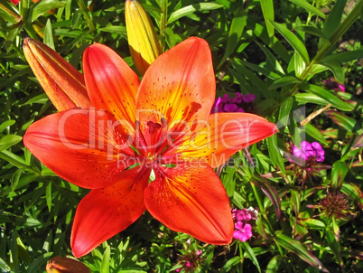 Lily Orange