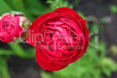 Red flower ranunkulyusa