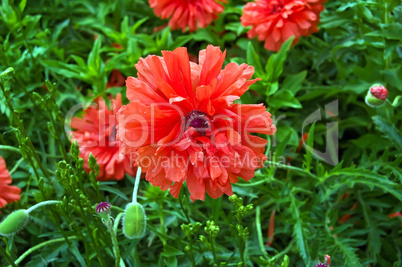 Red Poppy Decorative