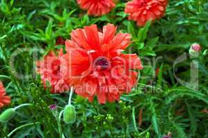 Red Poppy Decorative