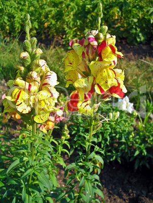 Two yellow-red snapdragons