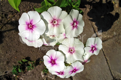 White with purple flower Phlox