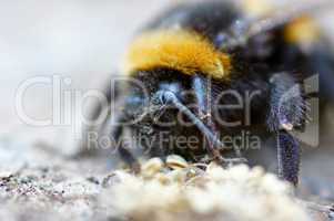 Hummel  - Bombus