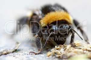 Hummel - Bombus