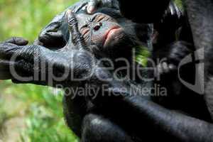 Bonoboschimpanse