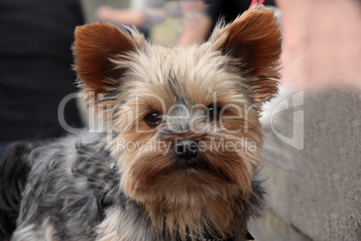 Yorkshire-Terrier