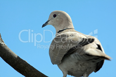 Türkentaube,Pigeon